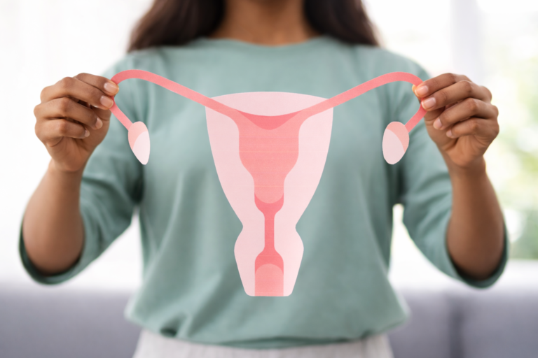 image organe sexuel féminin