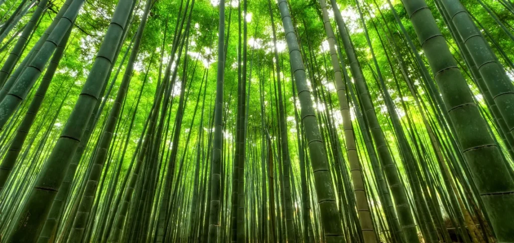 image matériaux bambou